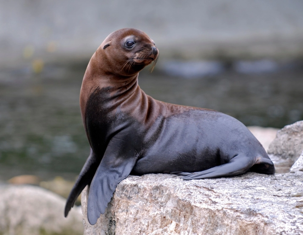 Sư tử biển mẹ và con âu yếm nhau trên cát