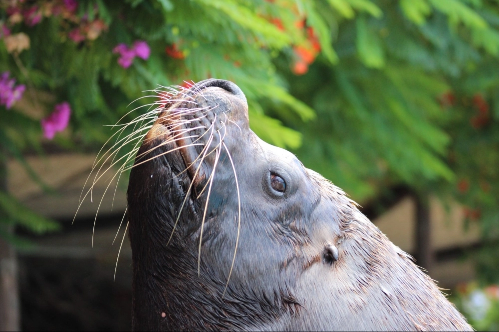 Sư tử biển nằm thư giãn trên bãi đá ven biển