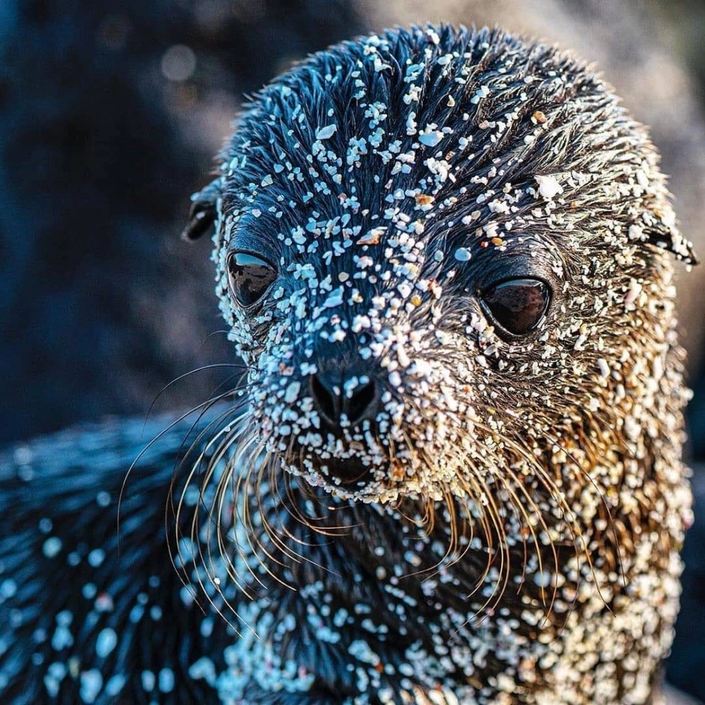 Sư tử biển con lần đầu tập bơi bên mẹ