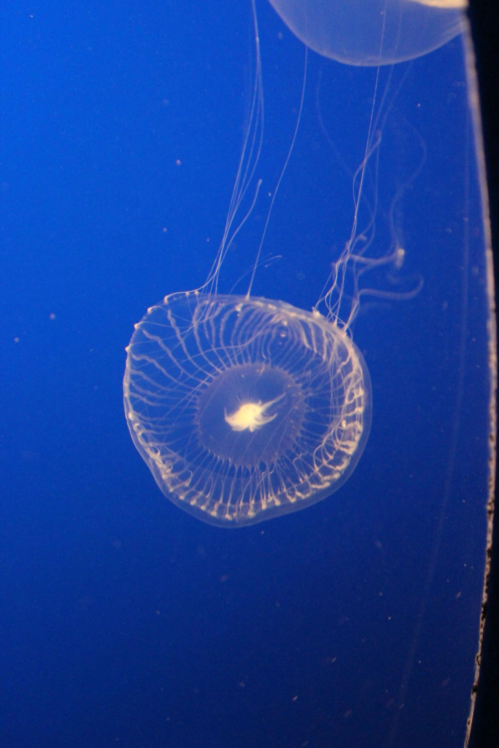 Những đốm sáng li ti tỏa ra từ loài sứa biển phát sáng