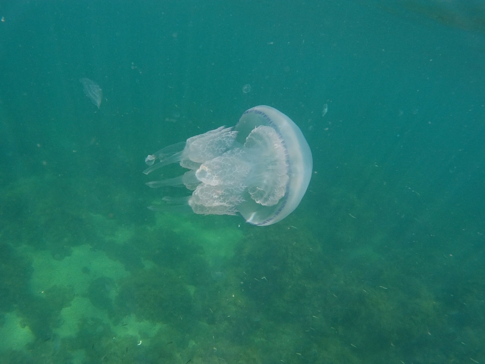 Nhóm sứa biển tạo nên vũ điệu màu sắc lung linh