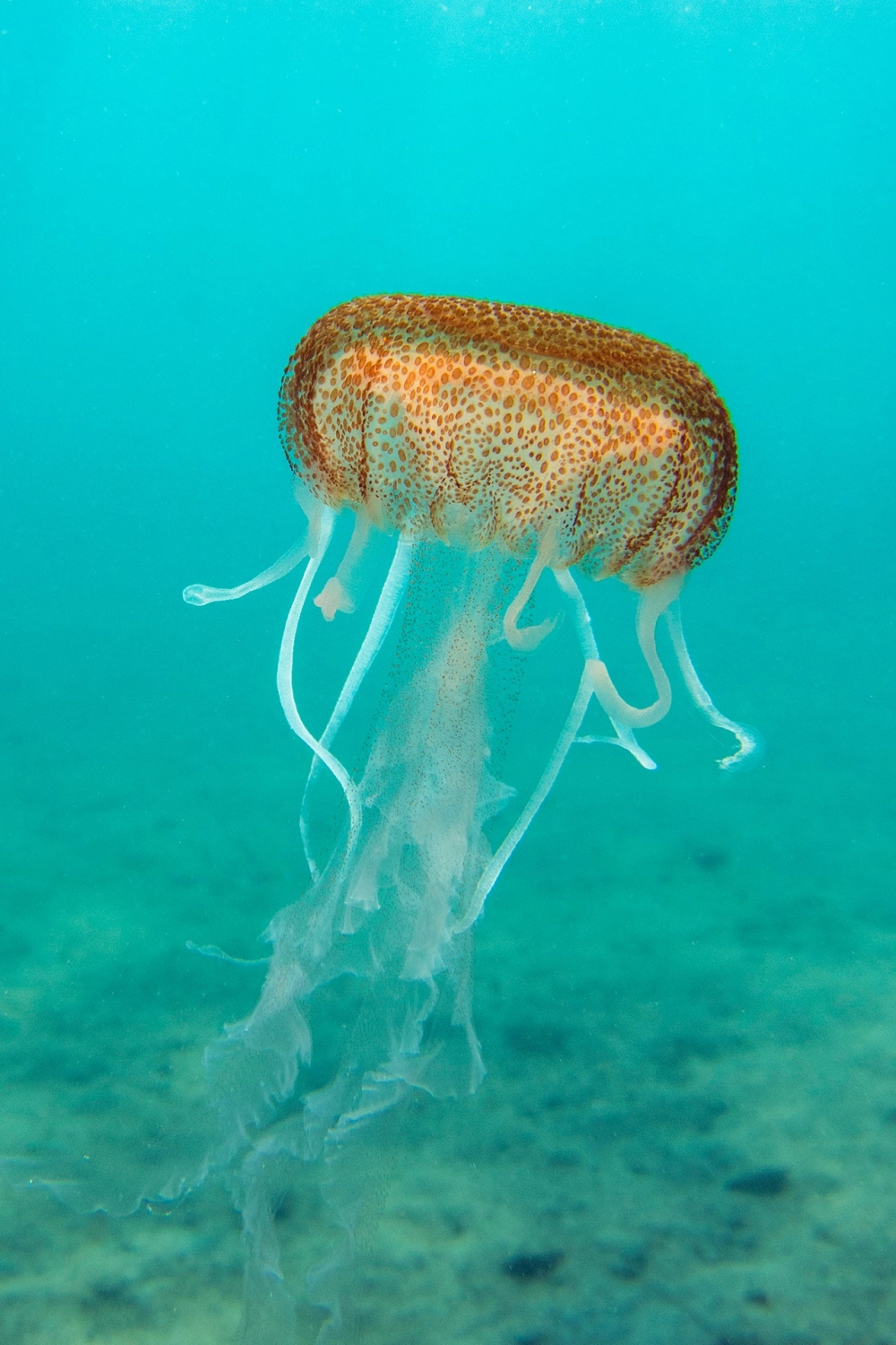 Tác phẩm nhiếp ảnh đạt giải về chủ đề sứa biển