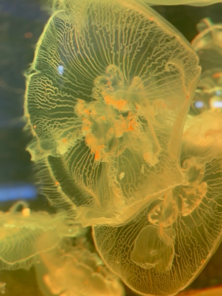 Sứa biển và những bọt khí nhỏ li ti xung quanh