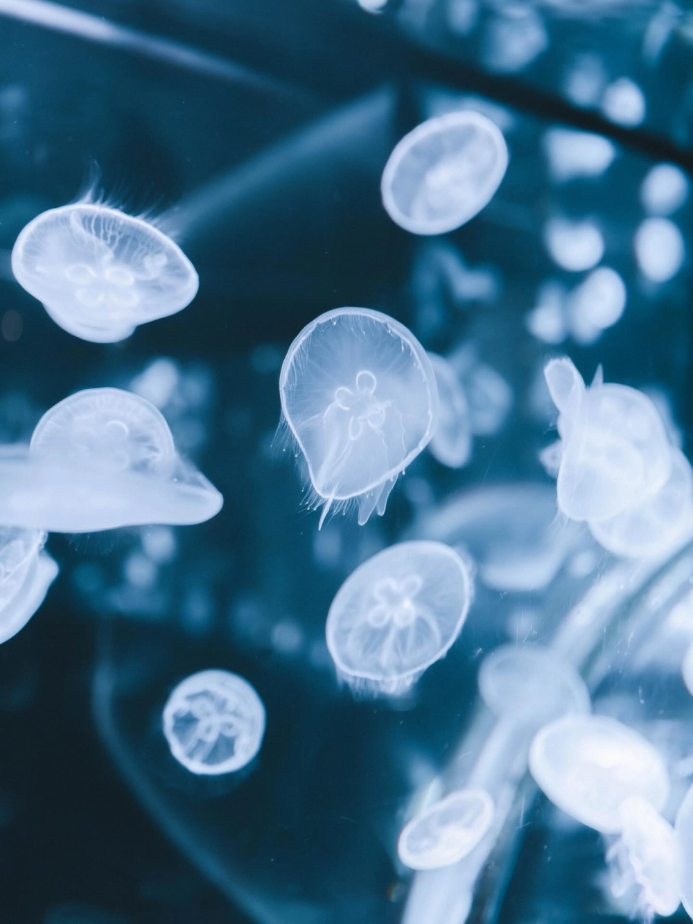 Màu sắc pastel ngọt ngào của loài sứa biển quý hiếm