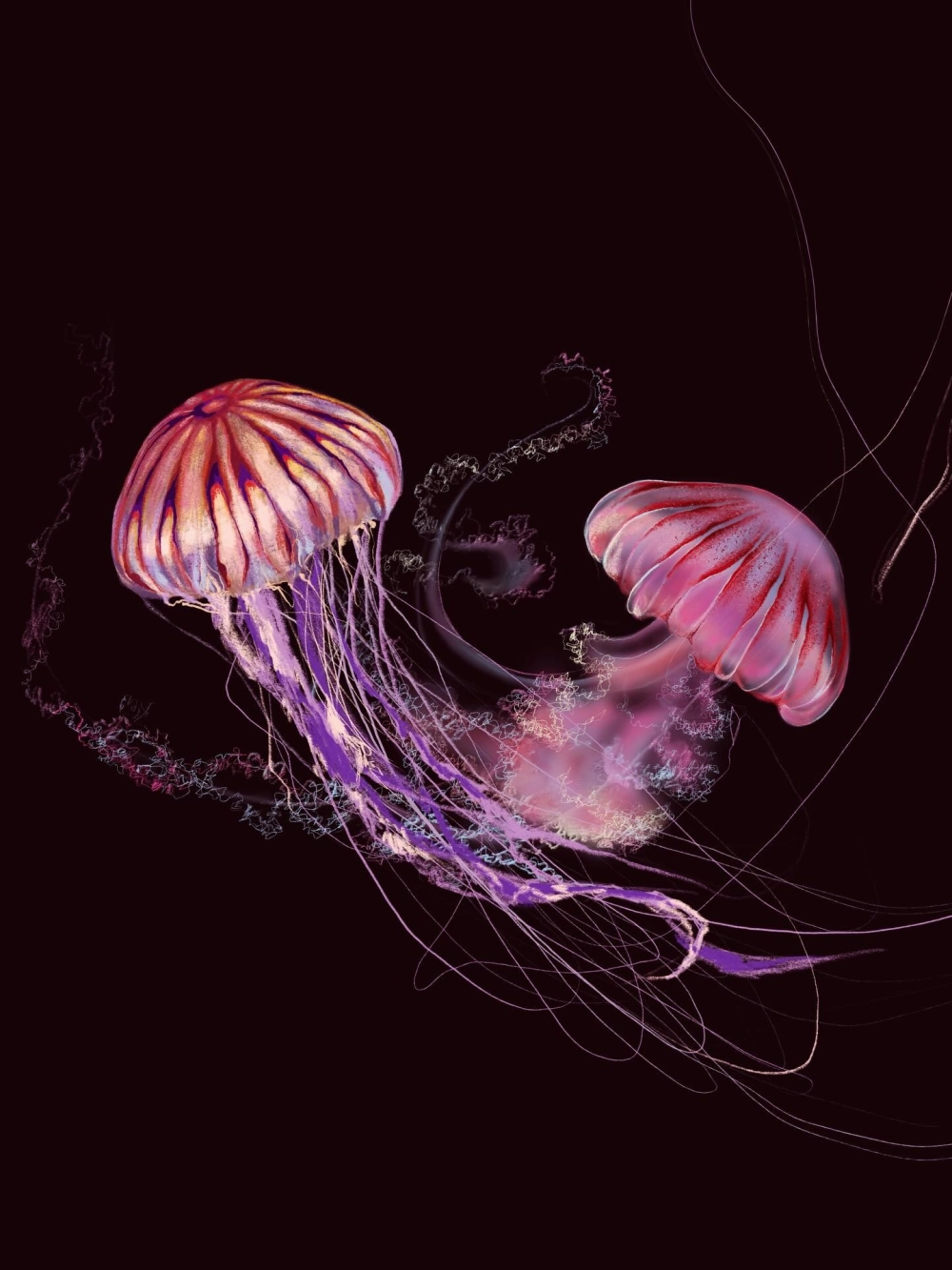 Những chú sứa biển lung linh tỏa sáng với sắc tím huyền bí dưới đáy đại dương