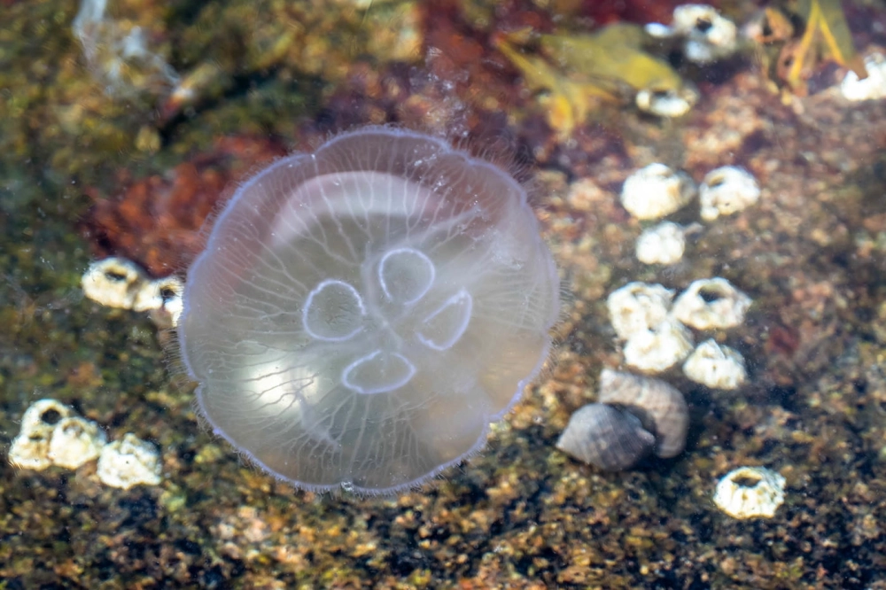 Bố cục tối giản với hình ảnh một chú sứa mặt trăng đơn độc