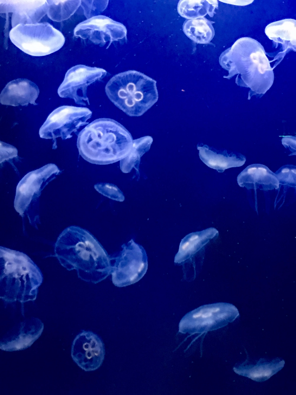 Sự kết hợp giữa sứa mặt trăng và rạn san hô đầy màu sắc