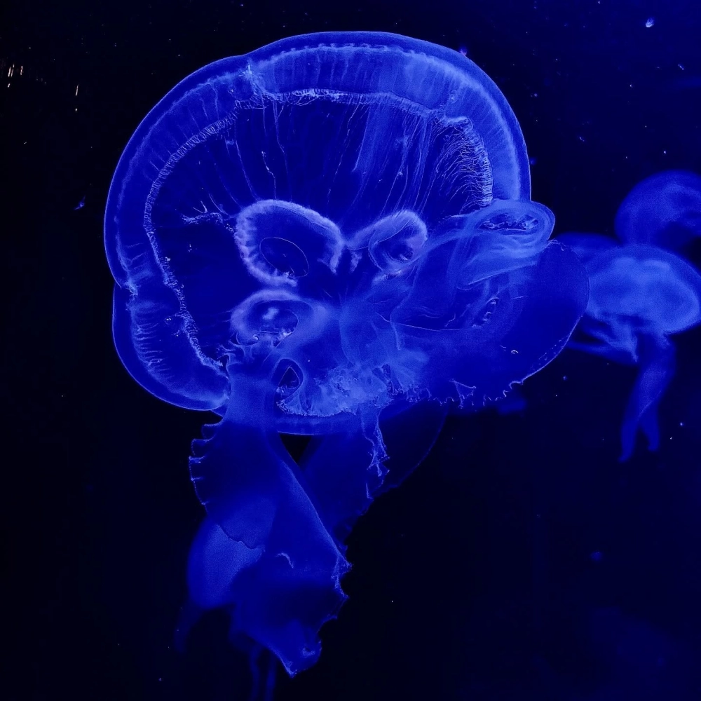 Hình ảnh sứa mặt trăng phát sáng rực rỡ trong bóng tối đại dương