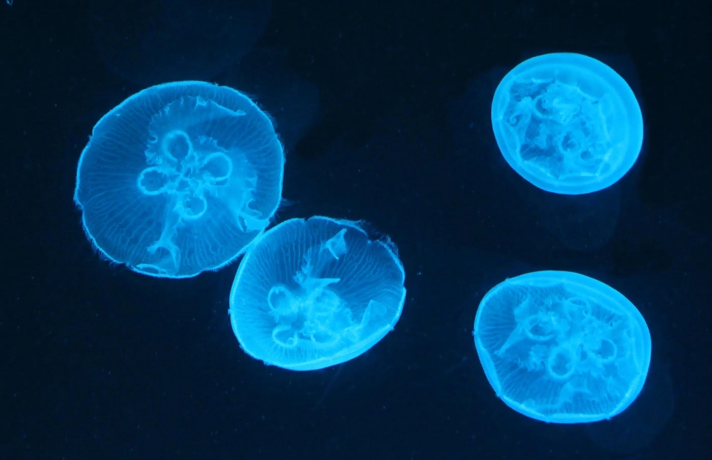 Những vân nước nhẹ nhàng bao quanh cơ thể sứa mặt trăng