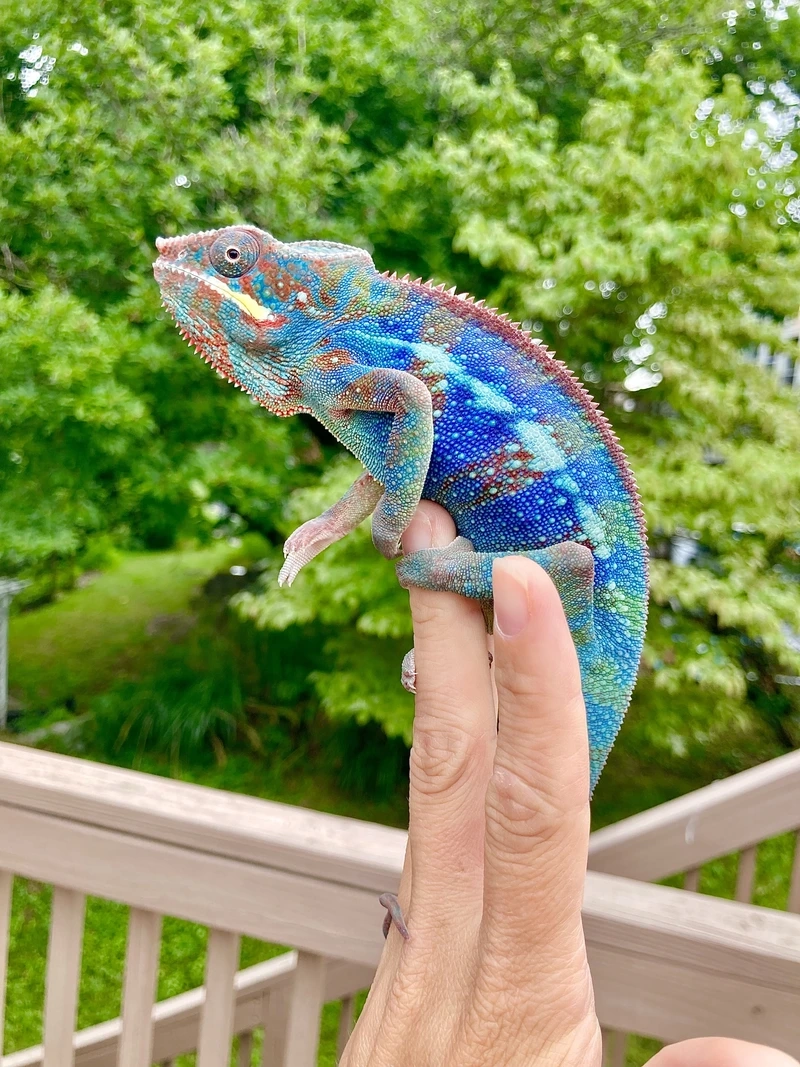 Chăm sóc tắc kè bông trưởng thành chuẩn chuyên gia