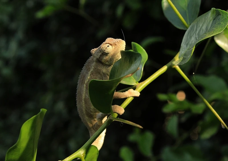 Khám phá tắc kè bông hoa văn độc đáo và rực rỡ
