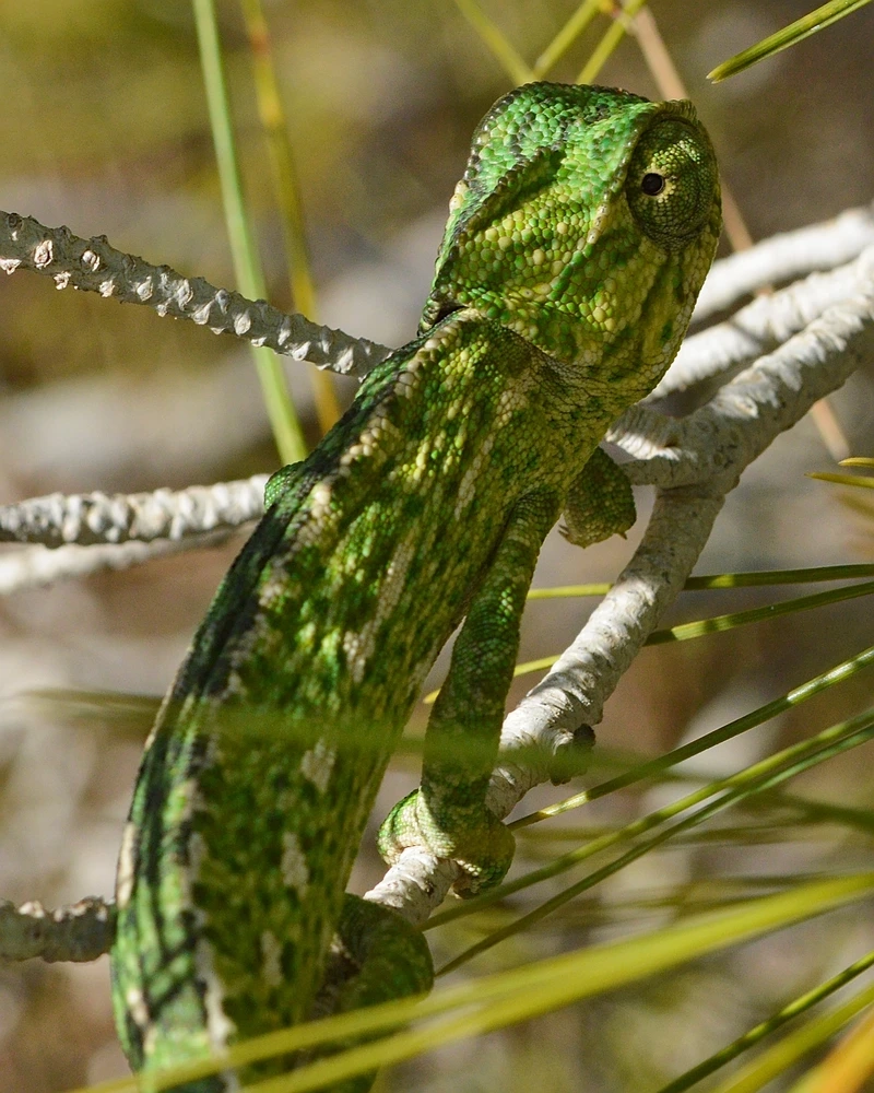 Thú vui ngắm tắc kè bông bám kính trong nhà