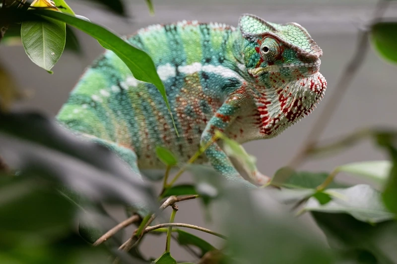 Lựa chọn tắc kè bông dễ nuôi cho người mới bắt đầu