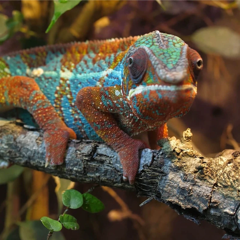 Hình ảnh thực tế của tắc kè bông hình ảnh thực tế sống động