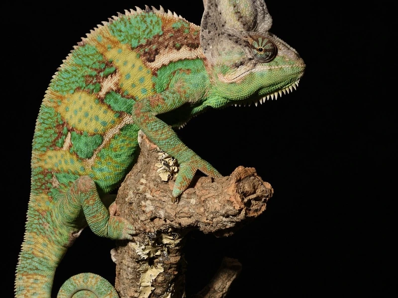 Tạo khung hình đẹp với tắc kè bông chụp ảnh đẹp