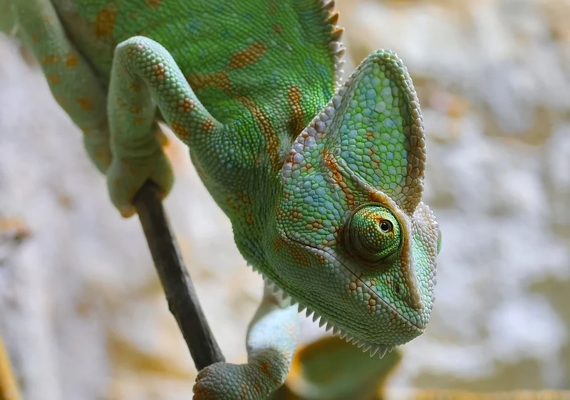 Khám phá tắc kè hoa cảnh cho không gian sống