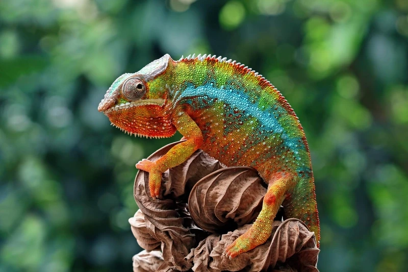 Nuôi tắc kè hoa pet tạo thú cưng độc đáo