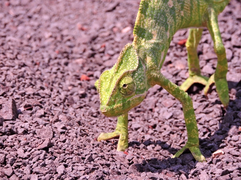 Trải nghiệm tắc kè hoa jackson độc đáo và hiếm