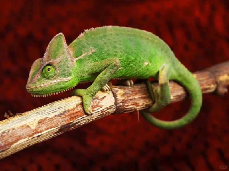 Chi tiết về tắc kè hoa mắt xoay độc đáo