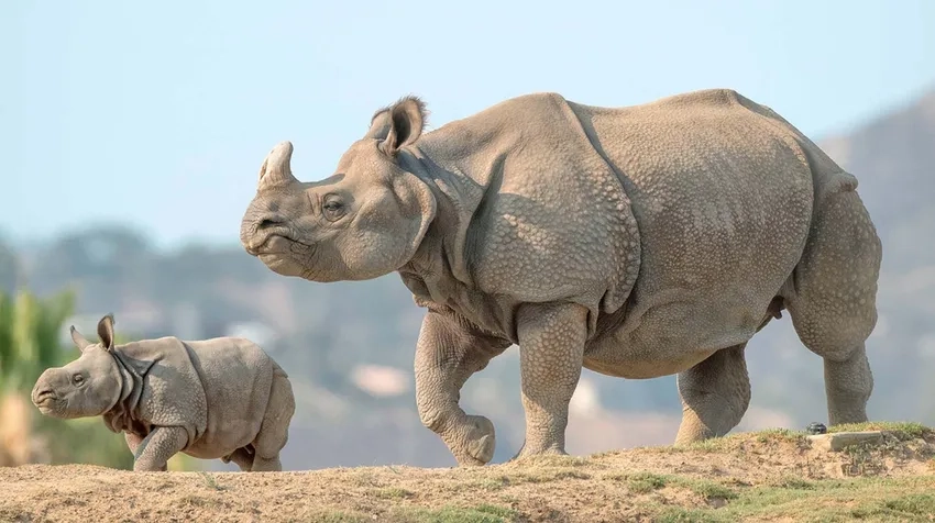 Hình ảnh con tê giác đang chạy trên đồng cỏ