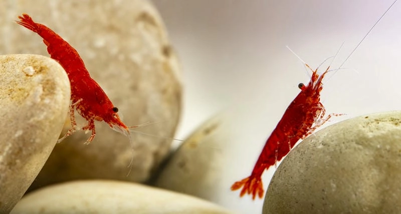 Nuôi tép cherry mang lại thú chơi thư giãn