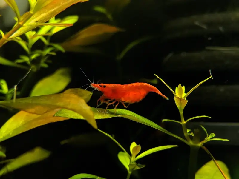 Nhiệt độ nuôi tép cherry ảnh hưởng sức khỏe