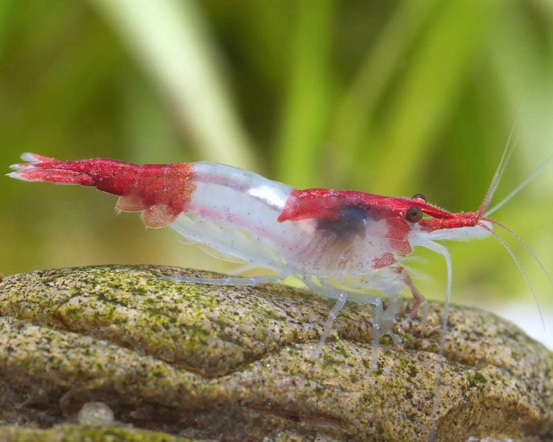 Tép Rili là gì dòng tép cảnh được yêu thích