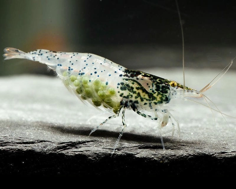 Tép Rili mang trứng tạo điểm nhấn sinh động