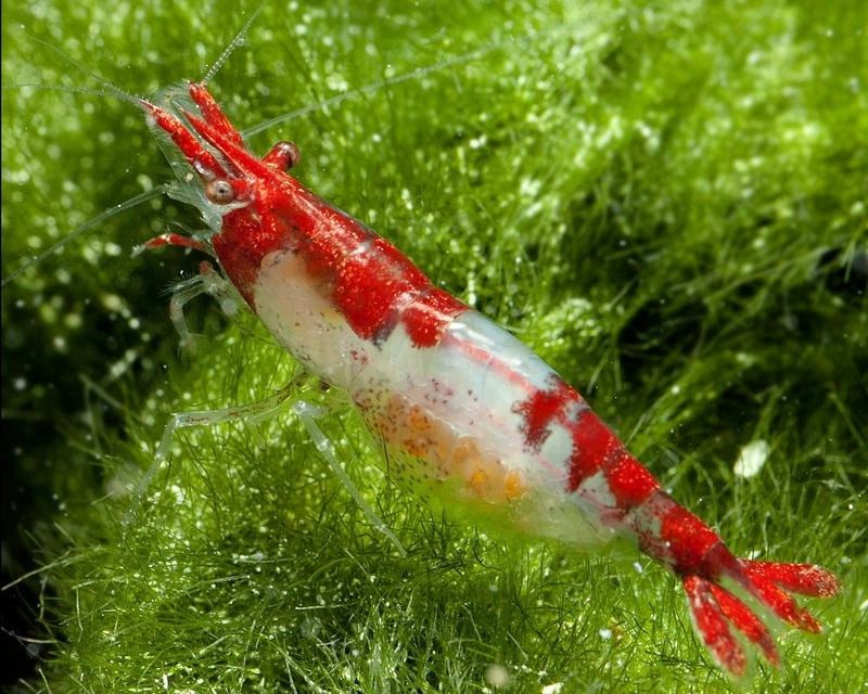 Nhiệt độ nuôi tép Rili thích hợp cho sinh trưởng