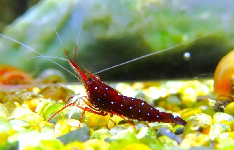 Tép sula nhỏ nhắn thu hút người chơi tép cảnh