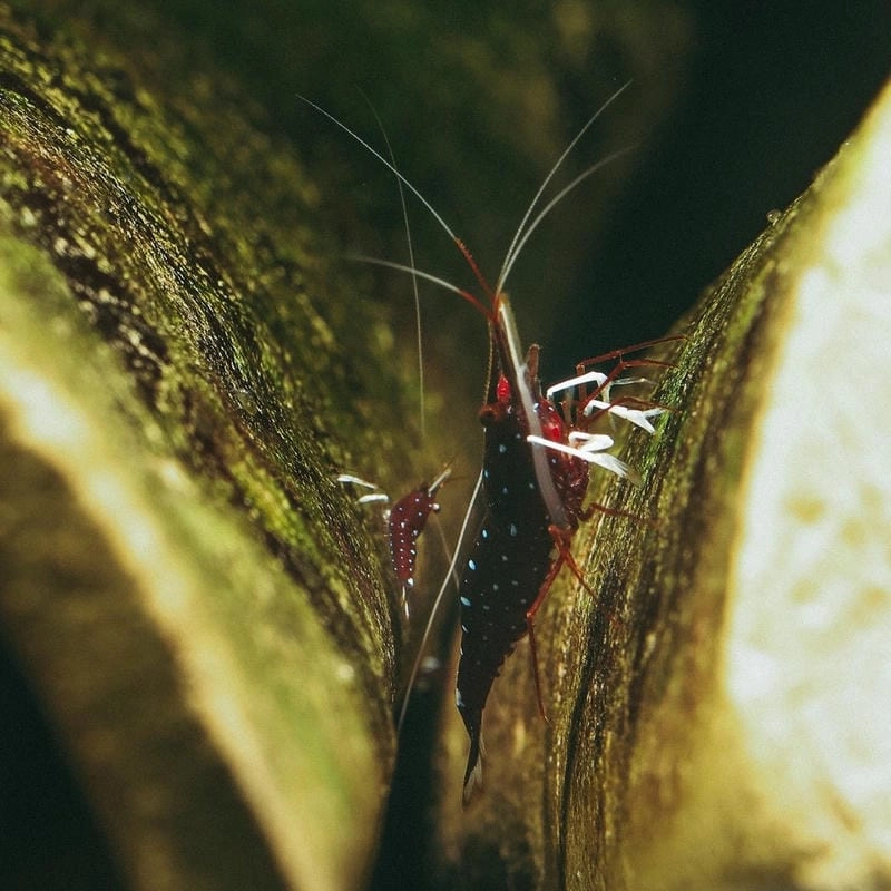 Tép cảnh Sulawesi được giới thủy sinh săn đón