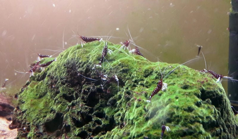 Tuổi thọ tép Sulawesi khá cao nếu chăm đúng