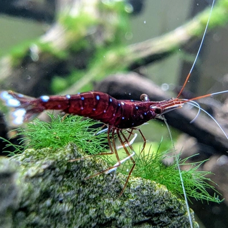 Hình ảnh tép Sulawesi thể hiện vẻ đẹp độc đáo