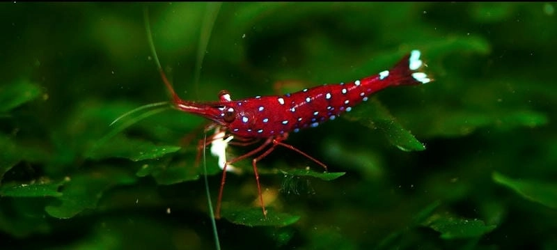 Hình nền tép Sulawesi sang trọng cho người chơi