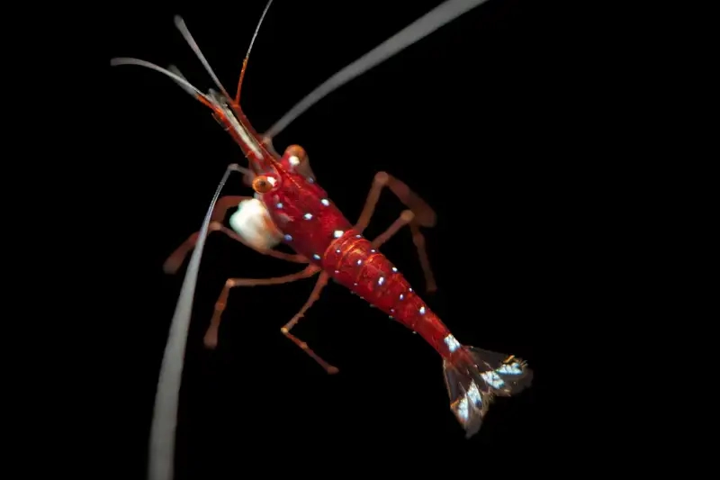 Môi trường sống tép Sulawesi cần khoáng ổn định