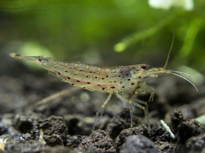 Kích thước tép Yamato lớn hơn nhiều tép cảnh