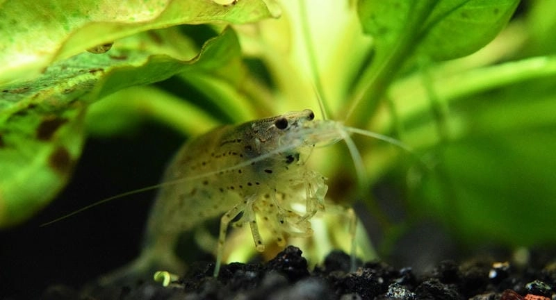 Tép Yamato lột xác là dấu hiệu phát triển