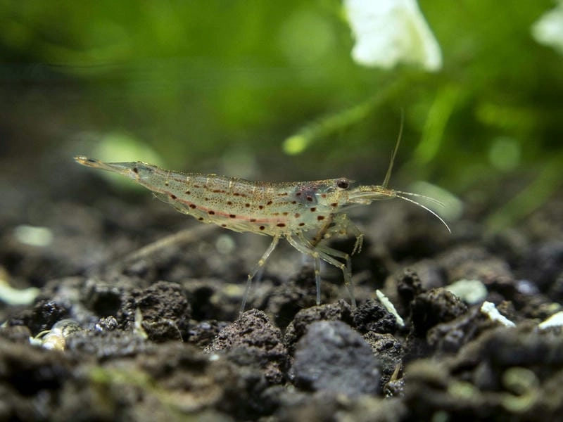 Tép Yamato đẻ trứng nhưng khó nuôi con