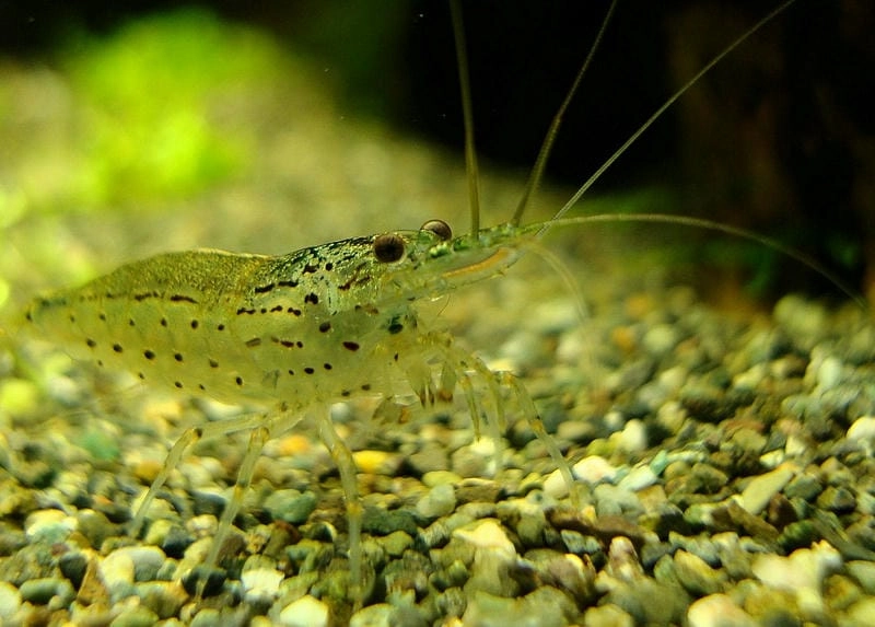 Môi trường sống tép Yamato cần nước ổn định