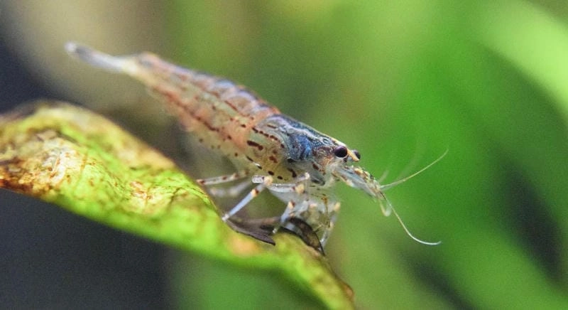 Tép Yamato wiki cung cấp thông tin chi tiết