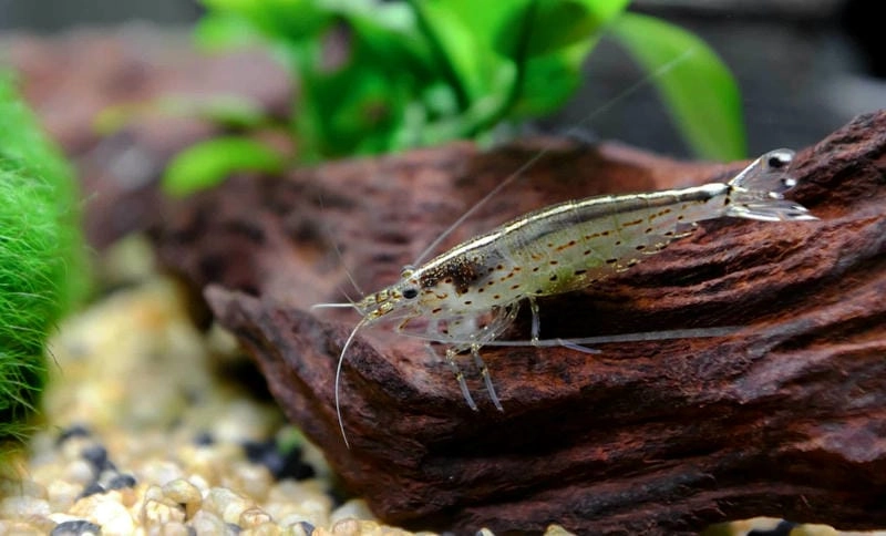 Tép Yamato dọn bể được dân thủy sinh tin dùng