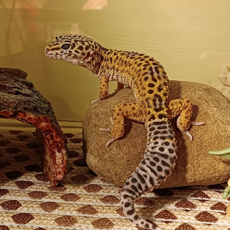 Chiêm ngưỡng thằn lằn da báo đẹp rực rỡ đầy màu sắc