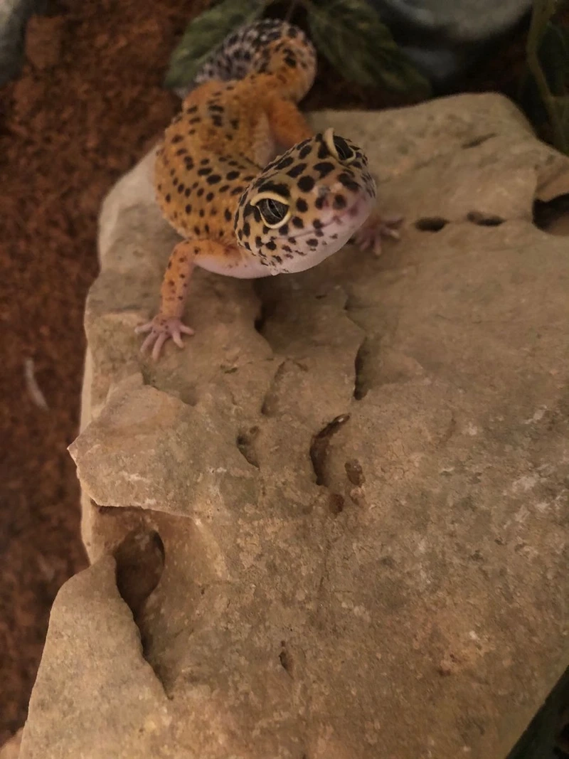 Lựa chọn thằn lằn da báo dễ nuôi cho người mới bắt đầu