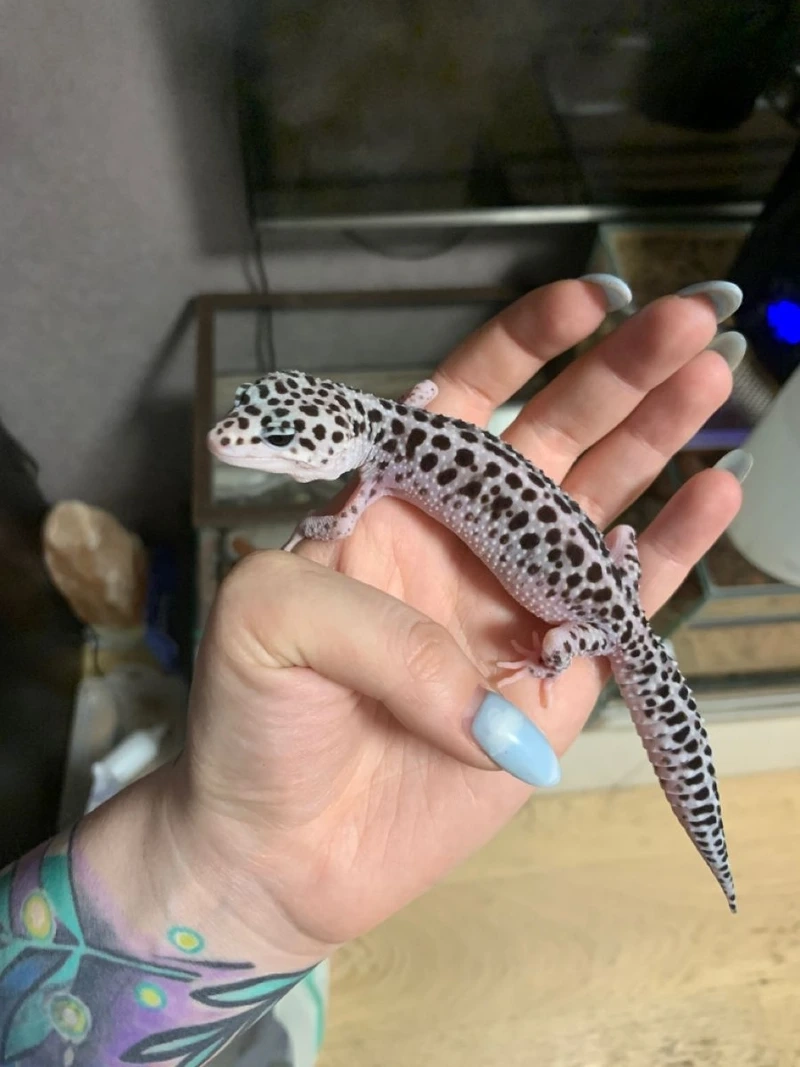 Chăm sóc thằn lằn da báo nuôi kiểng chuẩn chuyên gia