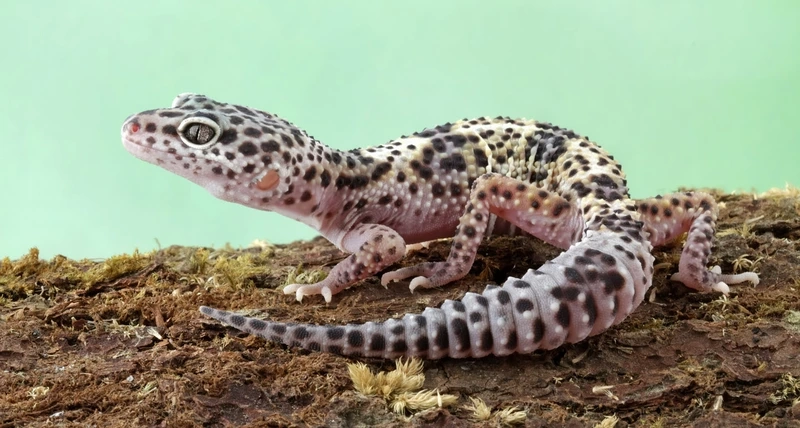 Tạo khung hình đẹp với thằn lằn da báo chụp ảnh ấn tượng