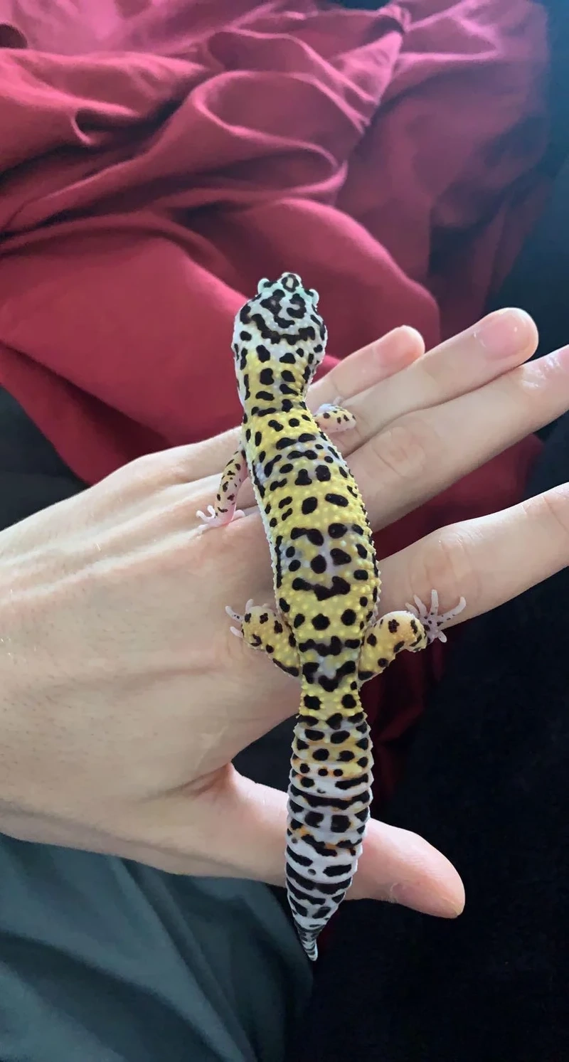 Trải nghiệm thú vị với thằn lằn Leopard Gecko pet
