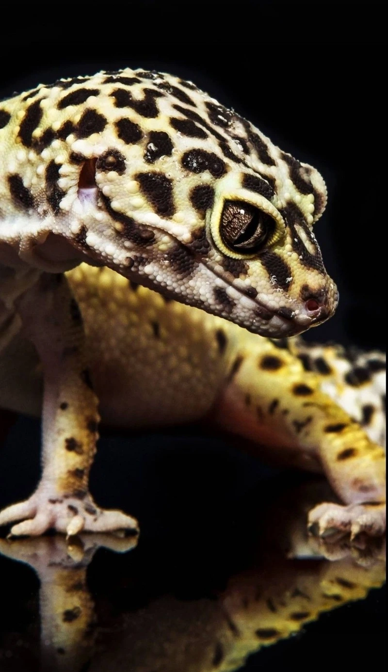 Chăm sóc thằn lằn Leopard Gecko trưởng thành chuẩn chuyên gia