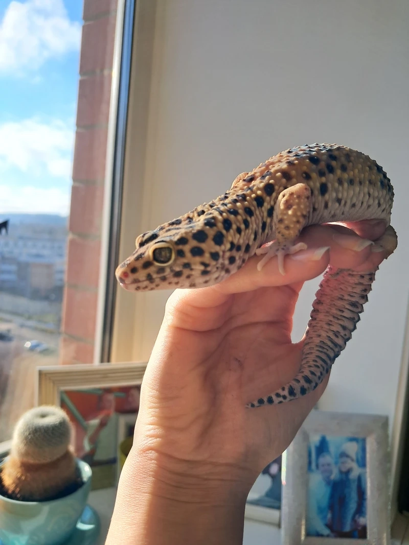 Ngắm thằn lằn Leopard Gecko da báo độc đáo và đẹp