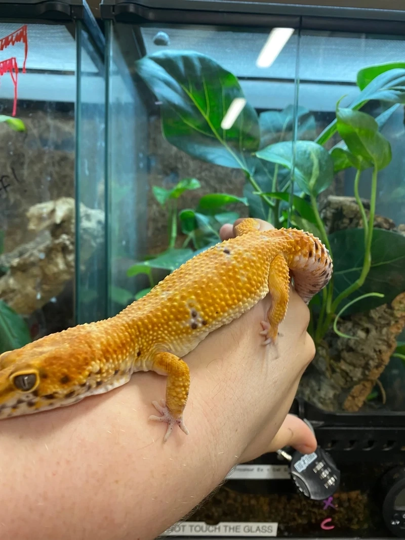 Lựa chọn thằn lằn Leopard Gecko hiền an toàn cho gia đình