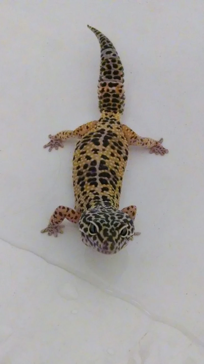 Trải nghiệm thằn lằn Leopard Gecko morph đầy màu sắc
